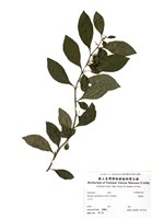 藏品(瑪瑙珠)的圖片